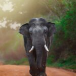 elephant yala safari sri lanka