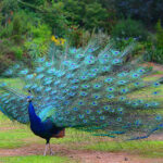 peacock sri lanka