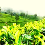 tea-plantations sri lanka