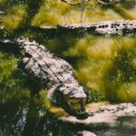 udawalawe-national-park-sri-lanka-jeep-safari-crocodile-scaled